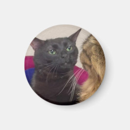 Katze-Zonen-out-Meme Magnet