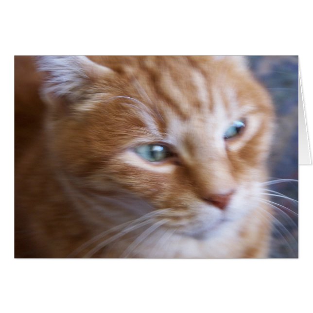 Katzen 002 (Vorderseite (Horizontal))