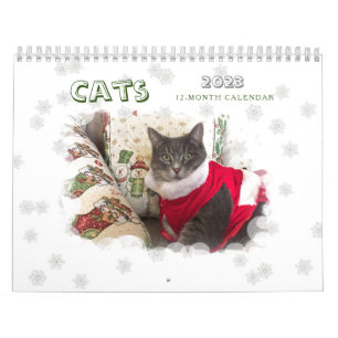 Katzen 2023 Kalender