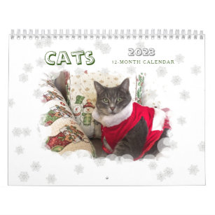 Katzen 2023 Kalender