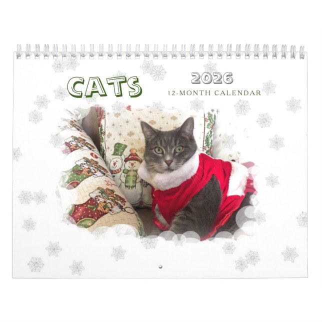 Katzen 2024 Kalender (Titelbild)