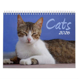 Katzen 2025 Foto-Kalender Kalender