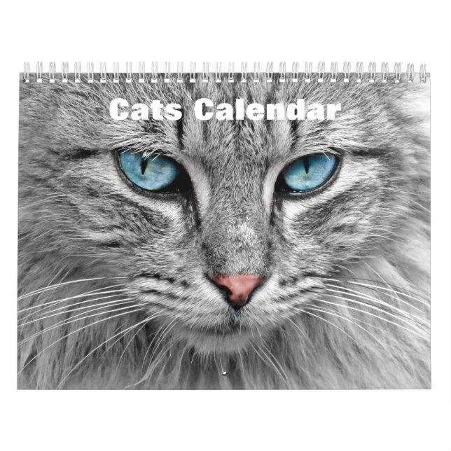 Katzen 2025 kalender (Titelbild)