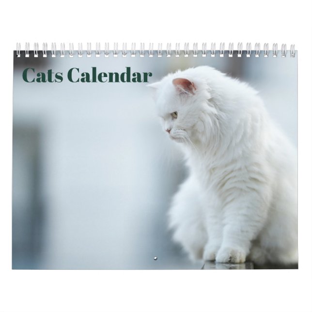 Katzen 2027 kalender (Titelbild)