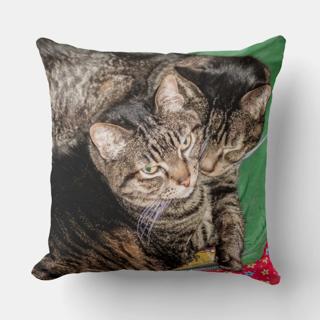 Katzen - Alltag - Urlaub - Weihnachten Kissen (Vorderseite)