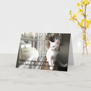 Katzen am Fenster Karte