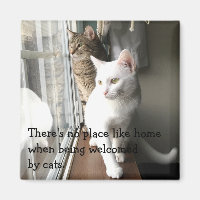 Katzen am Fenster