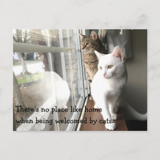 Katzen am Fenster Postkarte