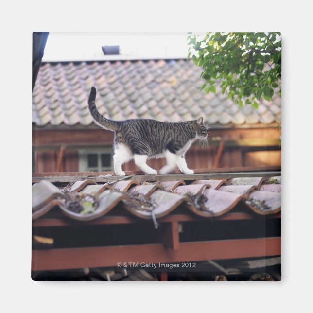 Katzen auf Dach des Schuppen Magnet (Vorne)