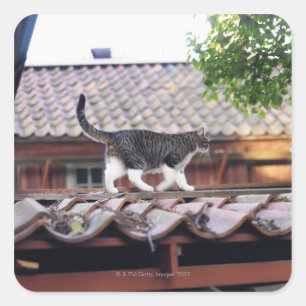 Katzen auf Dach des Schuppen Quadratischer Aufkleber