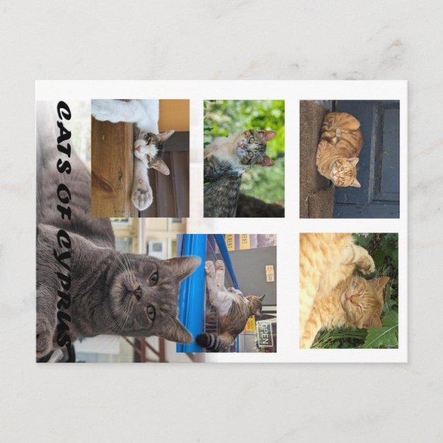 Katzen auf der Postkarte Zyperns (Vorderseite)