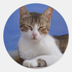 Katzen-Aufkleber Runder Aufkleber
