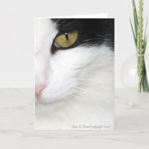 Katzen Auge Karte