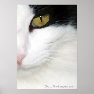 Katzen Auge Poster