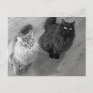 Katzen b n w Postkarte