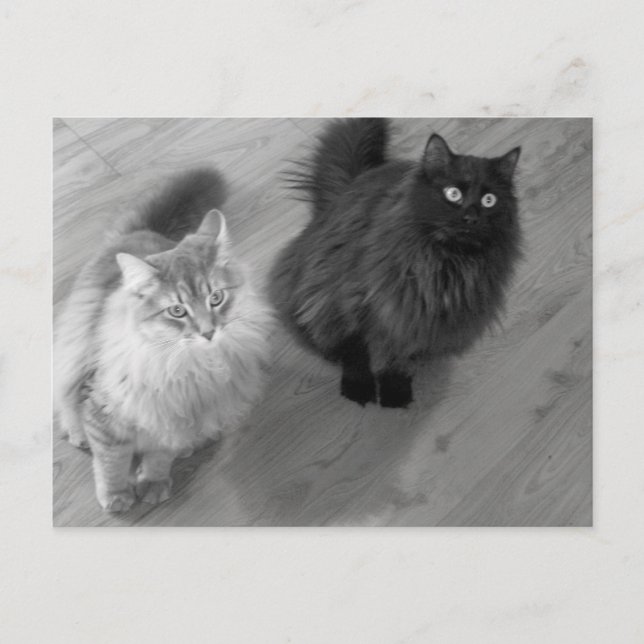 Katzen b n w Postkarte (Vorderseite)
