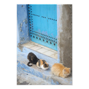 Katzen, Chefchaouen, Marokko Fotodruck
