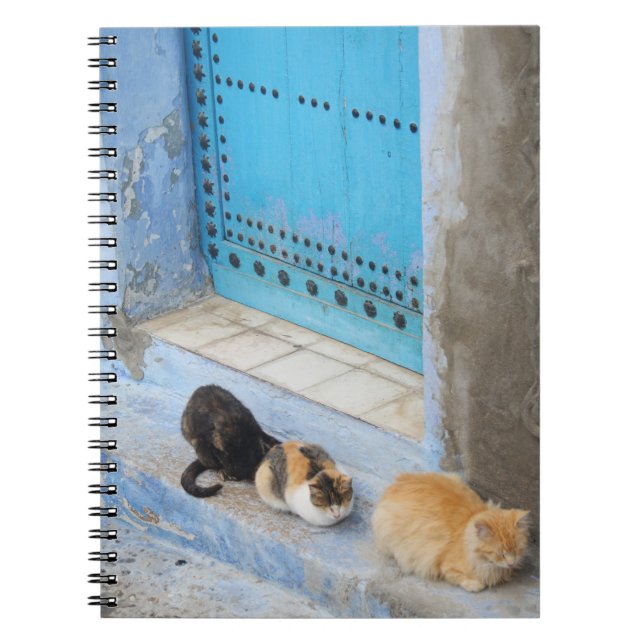 Katzen, Chefchaouen, Marokko Notizblock (Vorderseite)