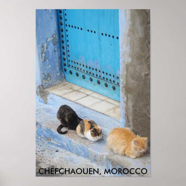 Katzen, Chefchaouen, Marokko Poster (Vorne)