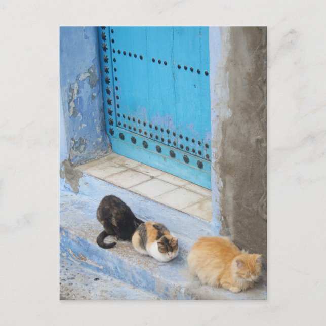 Katzen, Chefchaouen, Marokko Postkarte (Vorderseite)