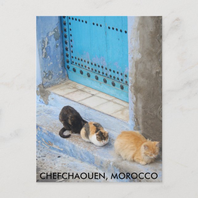 Katzen, Chefchaouen, Marokko Postkarte (Vorderseite)