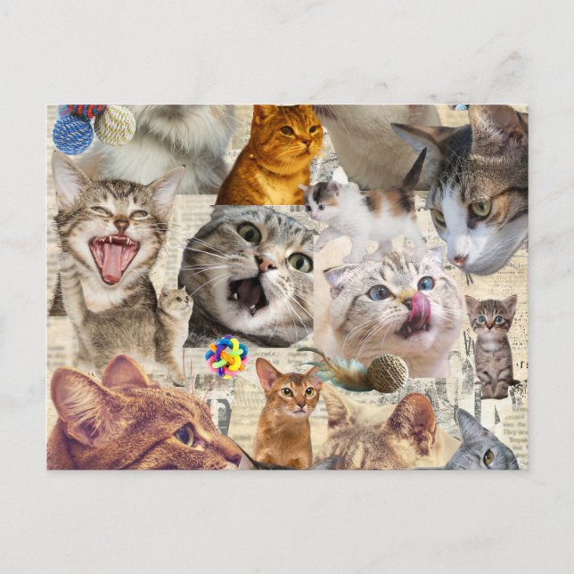 Katzen Collage Postkarte (Vorderseite)