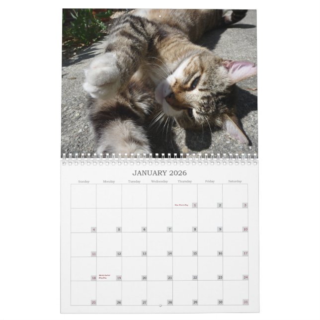 Katzen der Nachbarschaft 2013 Kalender (Jan 2026)