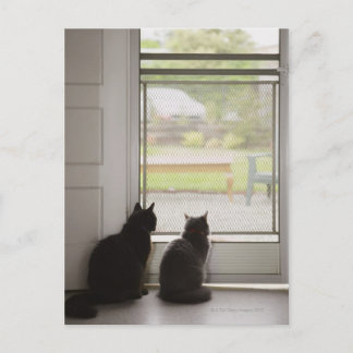 Katzen, die die Tür auf dem Bildschirm aussehen Postkarte