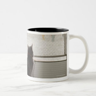 Katzen, die heraus Eingangstür mit Fliegengitter Zweifarbige Tasse