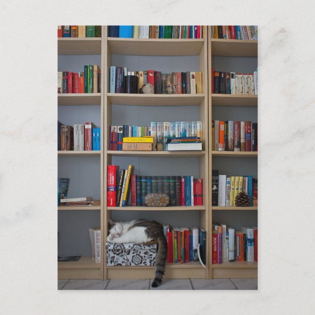 Katzen, die in Büchern der Bibliothek schlafen Postkarte (Vorderseite)
