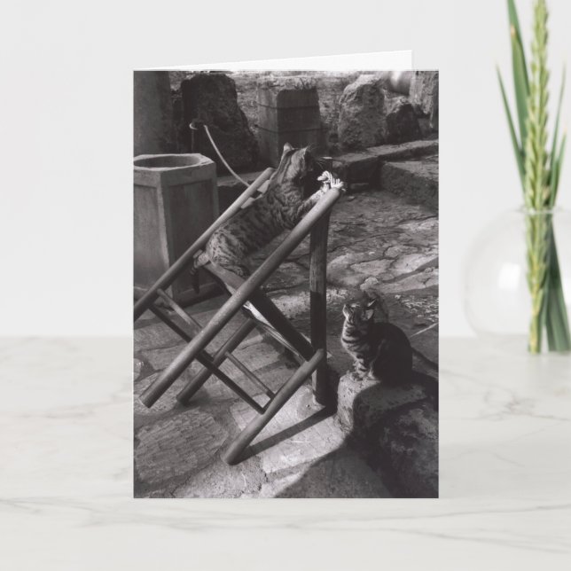 Katzen, die in Delphi, Griechenland (Gruß-, Karte (Vorderseite)