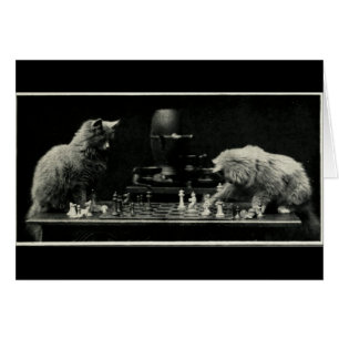 Katzen, die Schach spielen