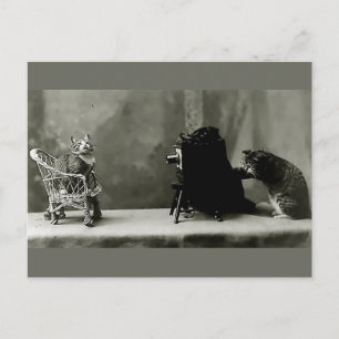 Katzen-Diva Vintage-Fotografie Postkarte