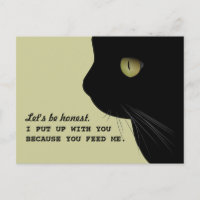 Katzen Echte Einstellung Funny Postcard