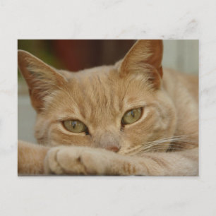 Katzen entspannen. postkarte