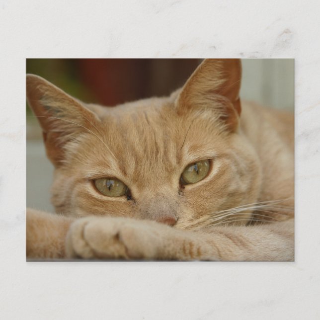 Katzen entspannen. postkarte (Vorderseite)