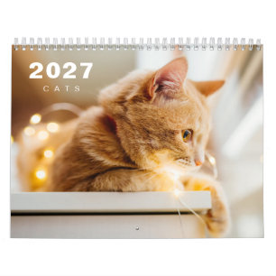 Katzen Foto Moderne 2025 Kalender