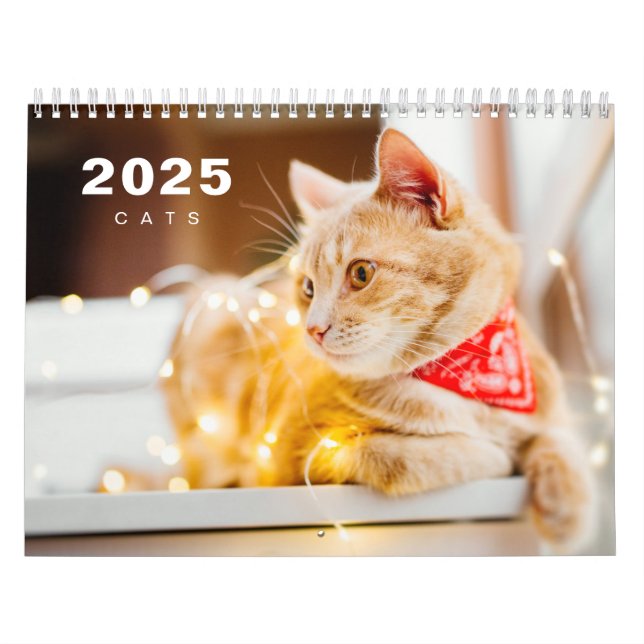 Katzen Foto Moderner Kalender 2025 (Titelbild)