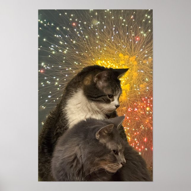 Katzen Foto Poster (Vorne)