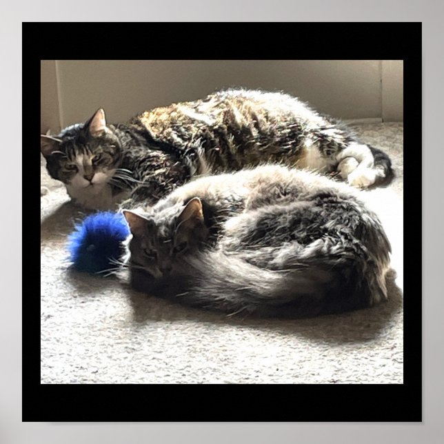 Katzen Foto Poster (Vorne)