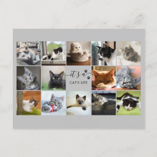 Katzen-FotoCollage mit Paw Prints   Postkarte