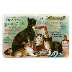 Katzen für Hoyts Magnet