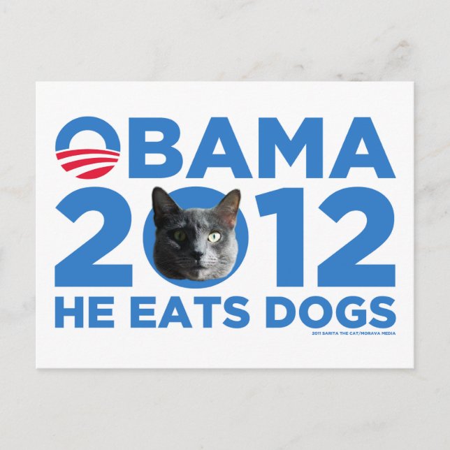 Katzen für Obama Postkarte (Vorderseite)