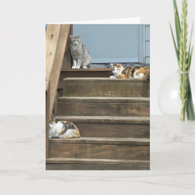 Katzen, Geburtstag Karte (Vorderseite)