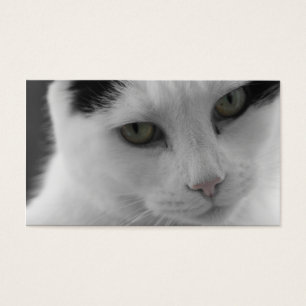 Katzen-Gedanken