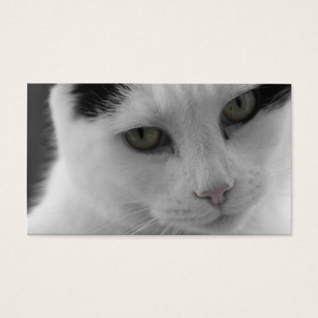 Katzen Gedanken (Vorderseite)