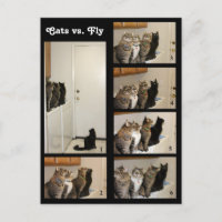 Katzen gegen Fliegenpostkarte