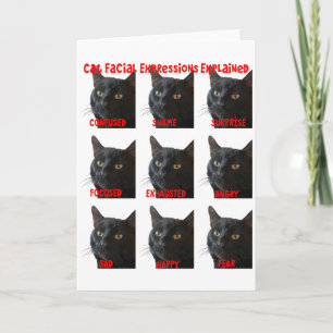 Katzen-Gesichtsausdrücke Erklärt Diagramm Ausschne Karte