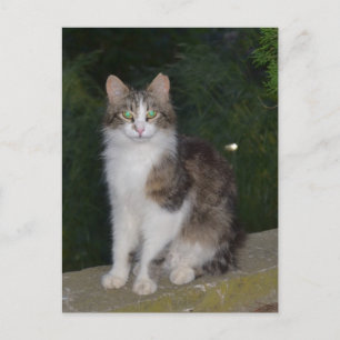 Katzen-grüne Augen mit Leuchtkäfer Postkarte