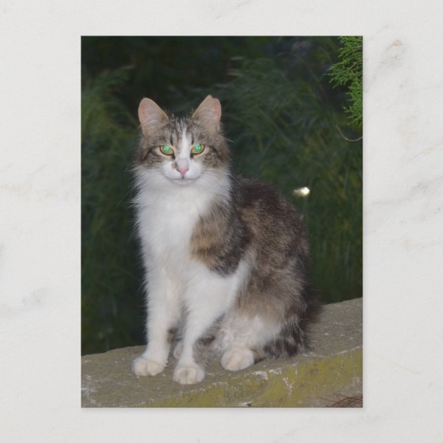 Katzen-grüne Augen mit Leuchtkäfer Postkarte (Vorderseite)
